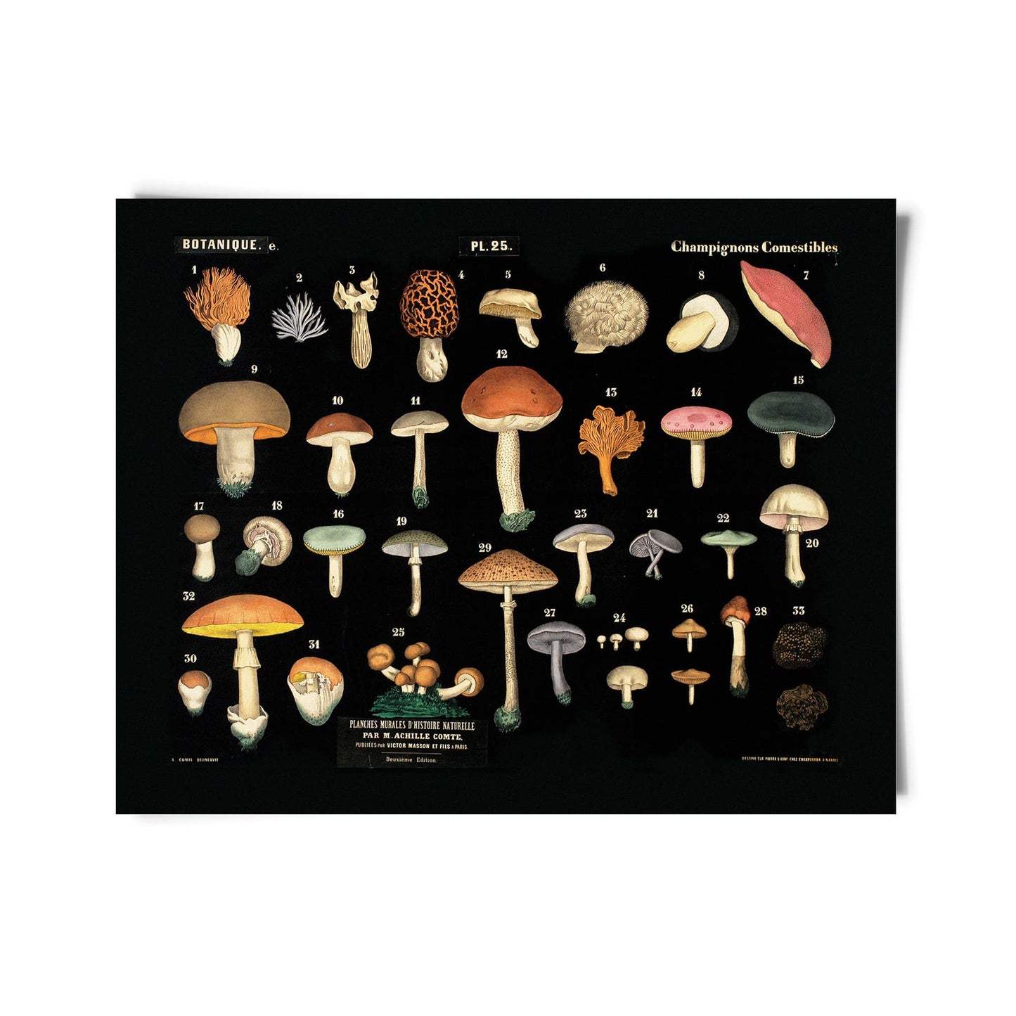 Vintage Black Mushroom Print 25 w/ optional frame: 14x11 / Print Only