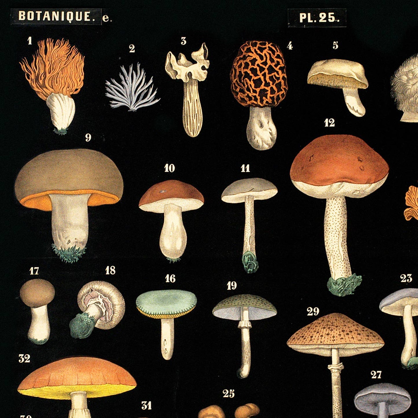 Vintage Black Mushroom Print 25 w/ optional frame: 14x11 / Print Only