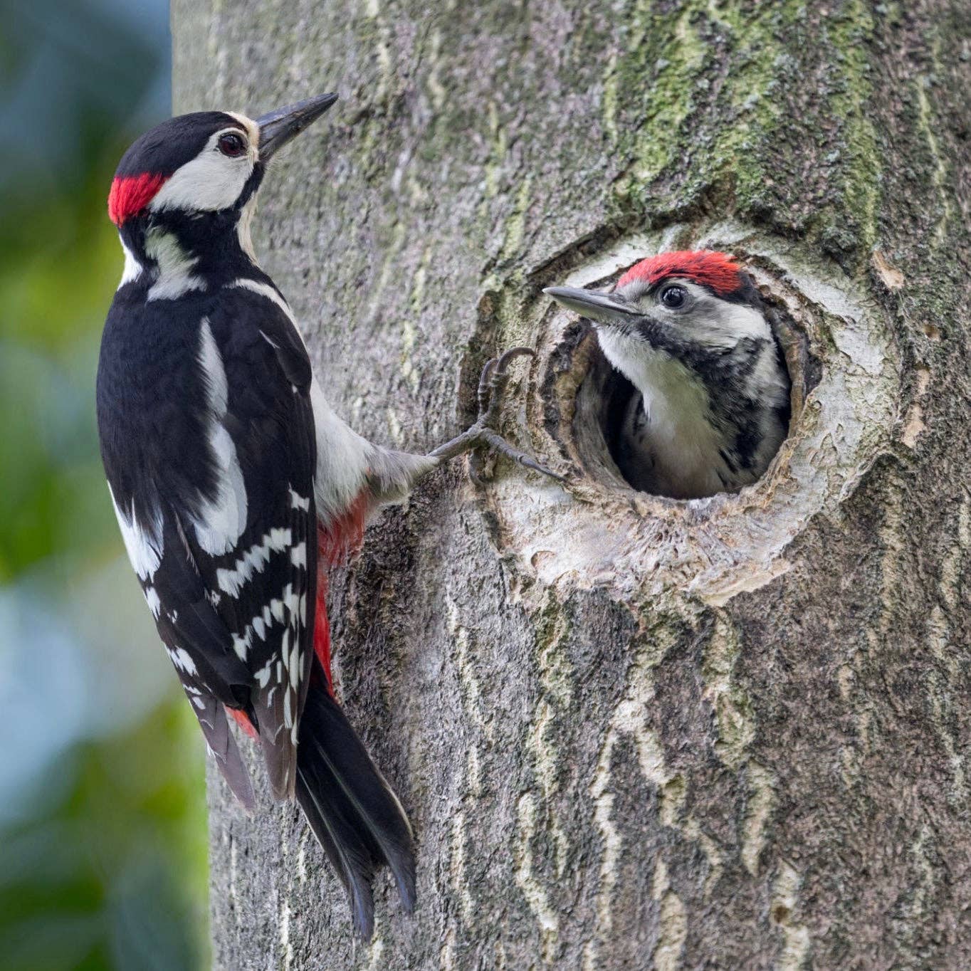 Woodpecker Felt Hanging Ornament